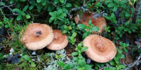 Kako kiseliti valove za zimu: jednostavni i ukusni recepti sa fotografijama